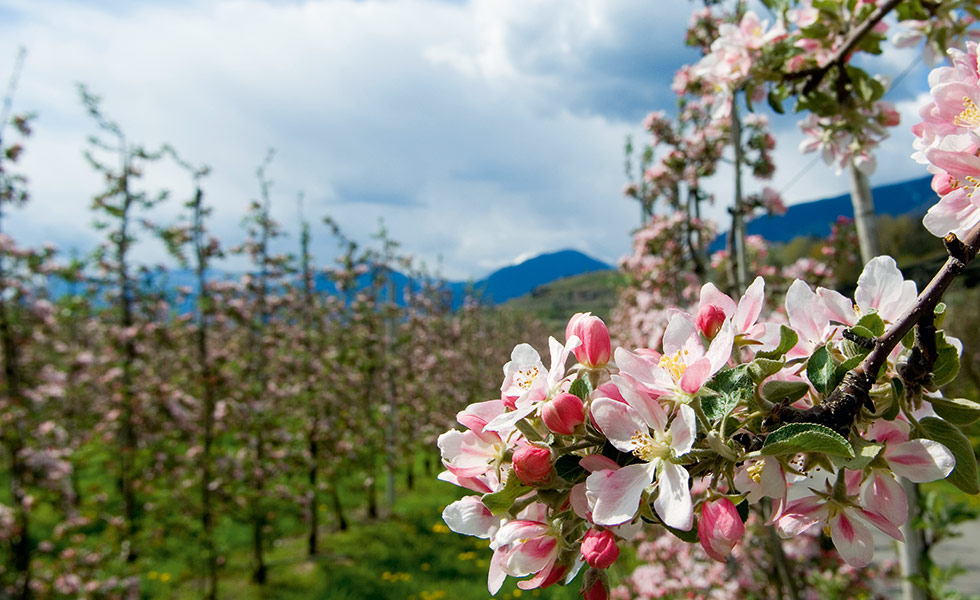 Obstbauernhof in Riffian bei Meran, Passeiertal, Südtirol