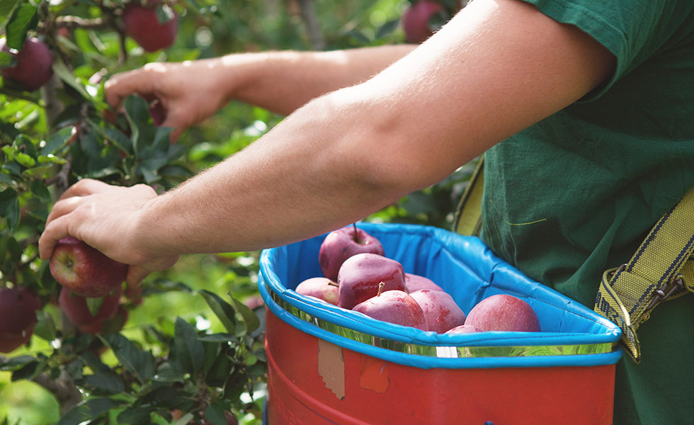 Obstbauernhof in Riffian bei Meran, Passeiertal, Südtirol